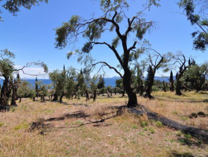 Land in Barbati, North East of Corfu