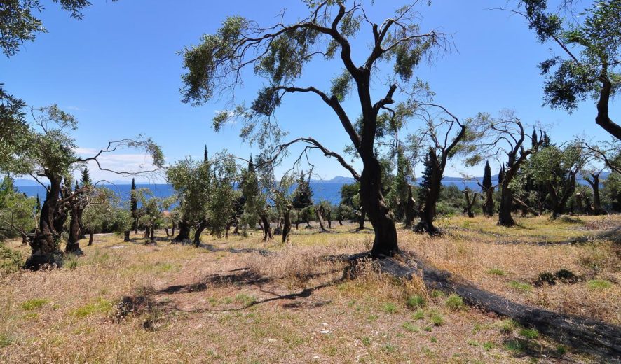 Land in Barbati, North East of Corfu